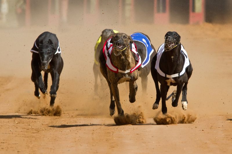 ドッグレースの興奮