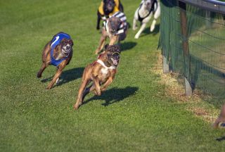 ドッグレース